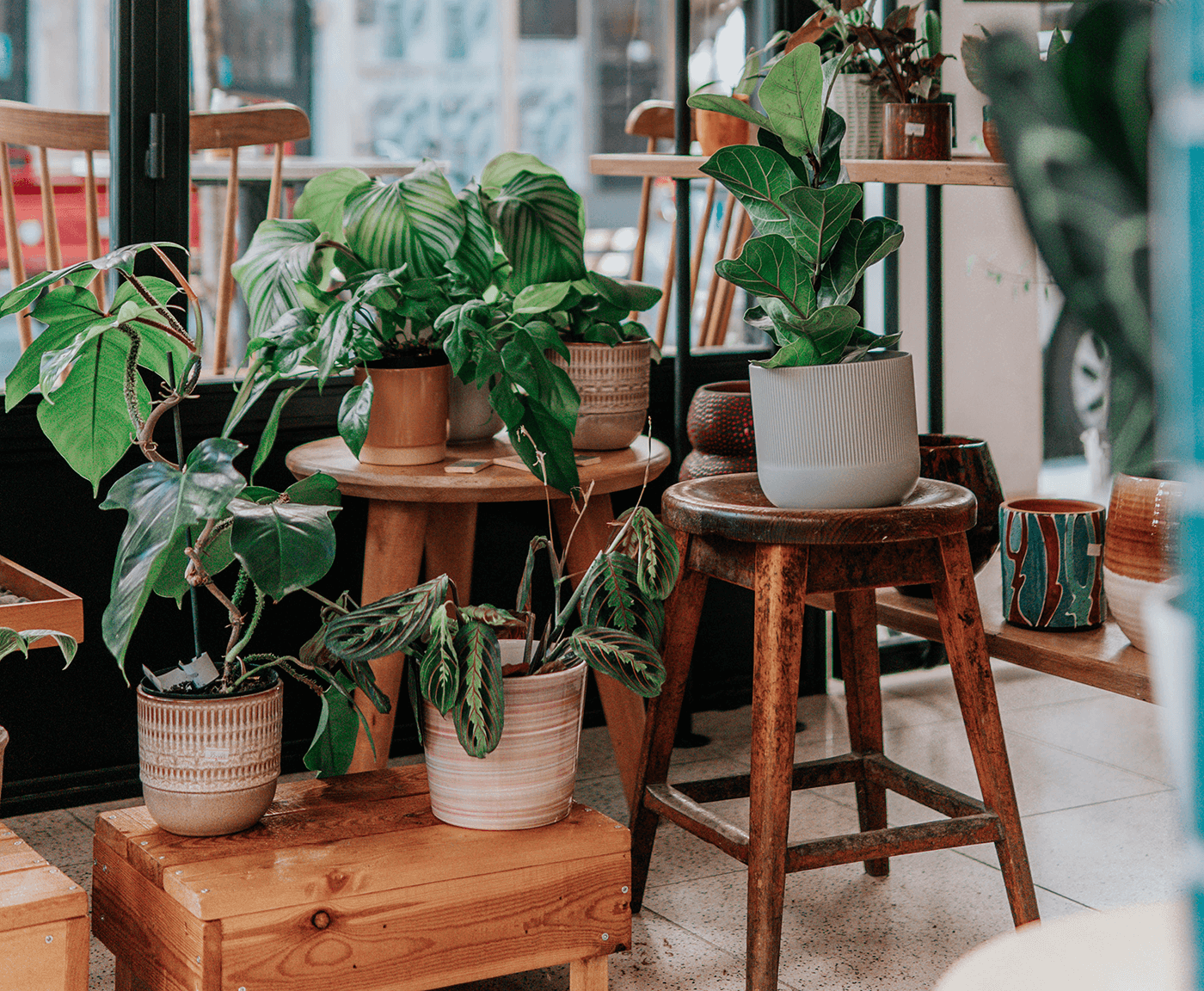 Why You Should Group Your Indoor House Plants Together