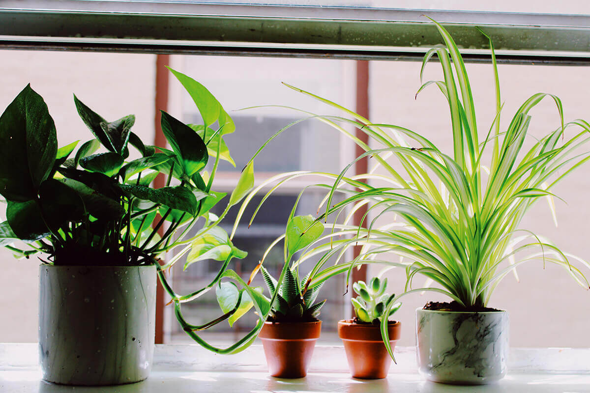 6 Common Mistakes New Plant Owners Make