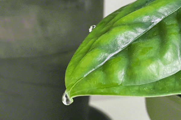 What Causes Water Droplets on Indoor Plant Leaves? | Indoor Friends