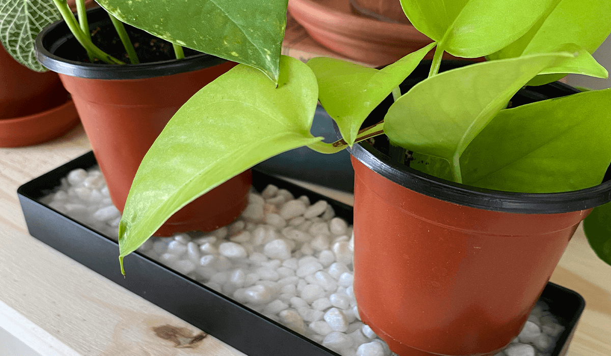 How to Make a Pebble Tray for Plants