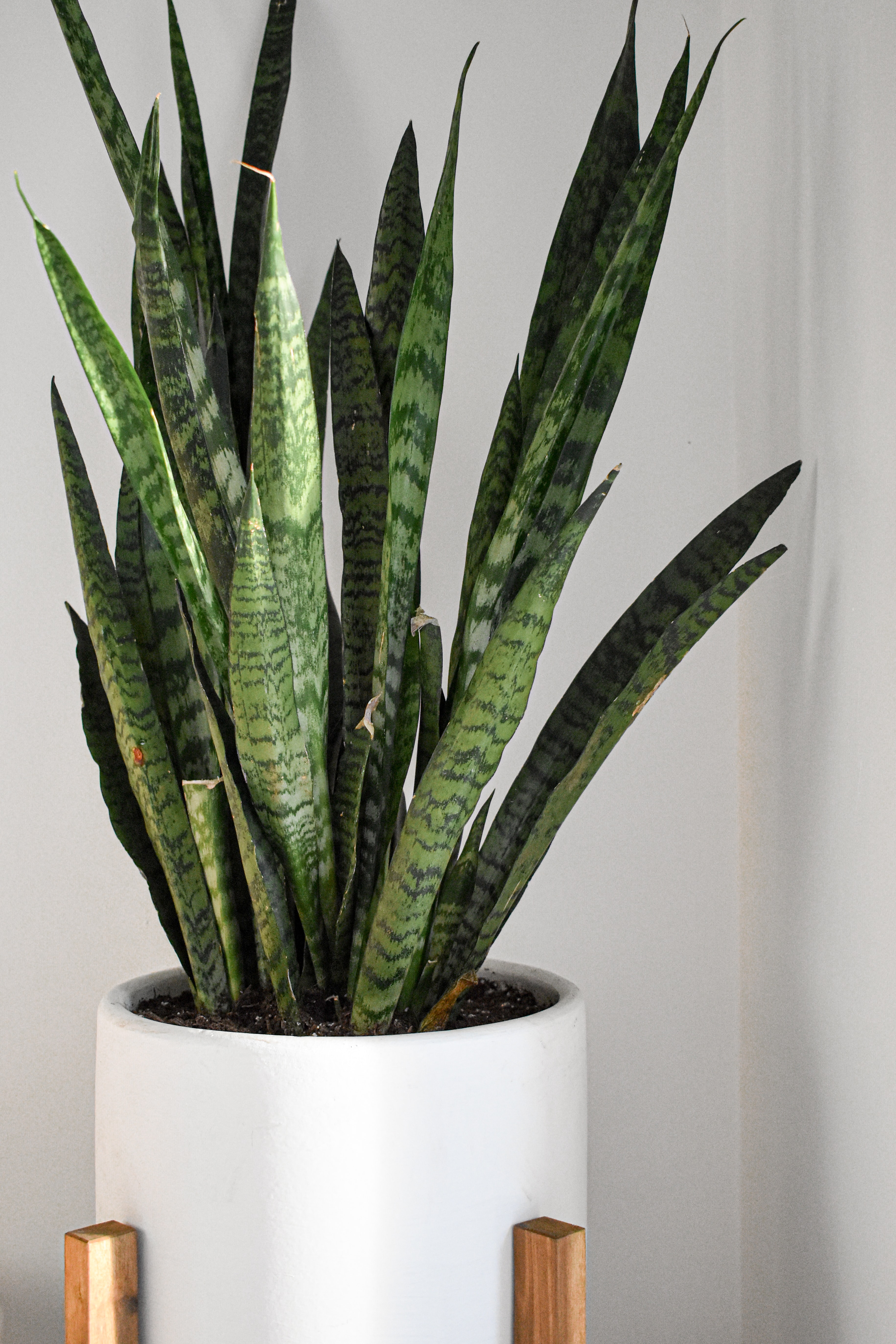 Lowlight / Low Maintenance Plants / Snake Plant – https://unsplash.com/@jakegoossen