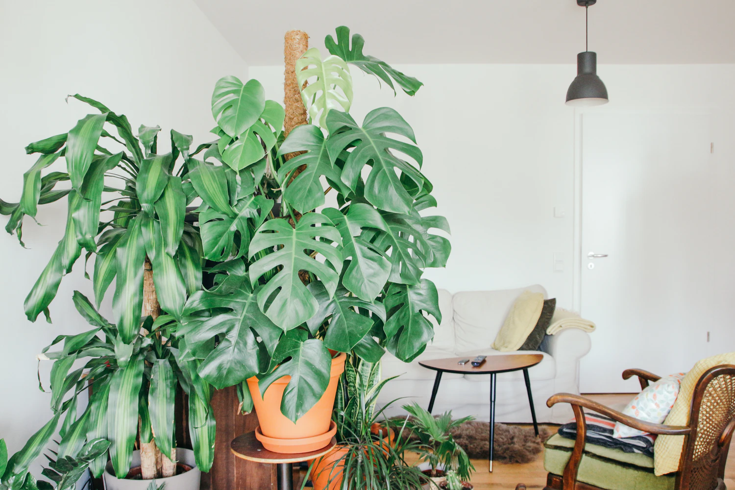 House Plants for Beginners: Go Big, or Go Small... then Go Home