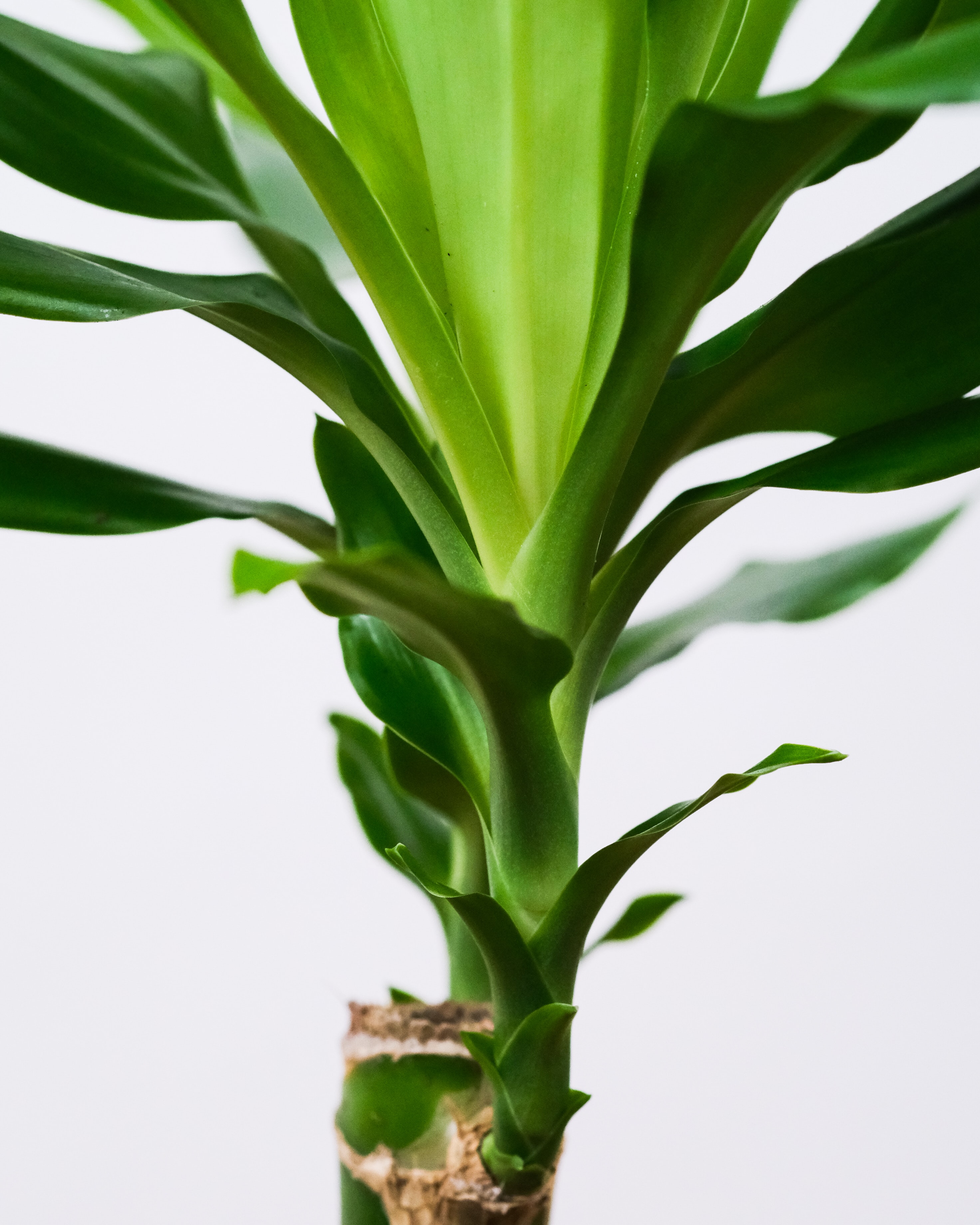 Lowlight / Low Maintenance Plants – Dracaena (https://unsplash.com/@feeypflanzen)