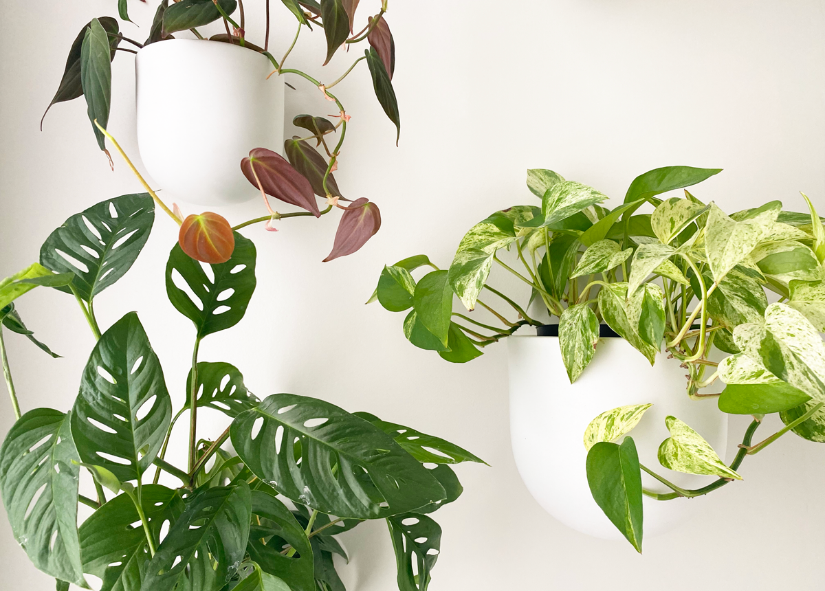 Hanging low light plants